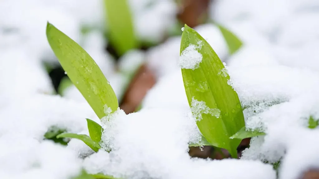 Kaltkeimer im Februar: junge Wildpflanzen sprießen durch Schnee und Frost im Garten