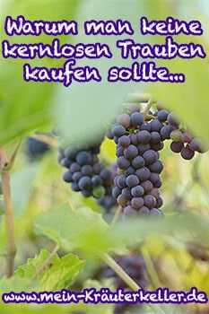 Welche Kauffaktoren es beim Bestellen die Weintrauben kernlos zu untersuchen gilt