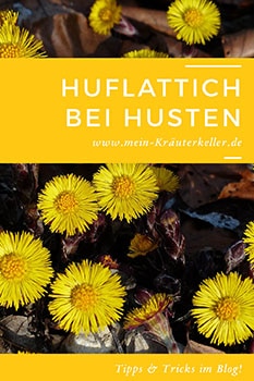 huflattich