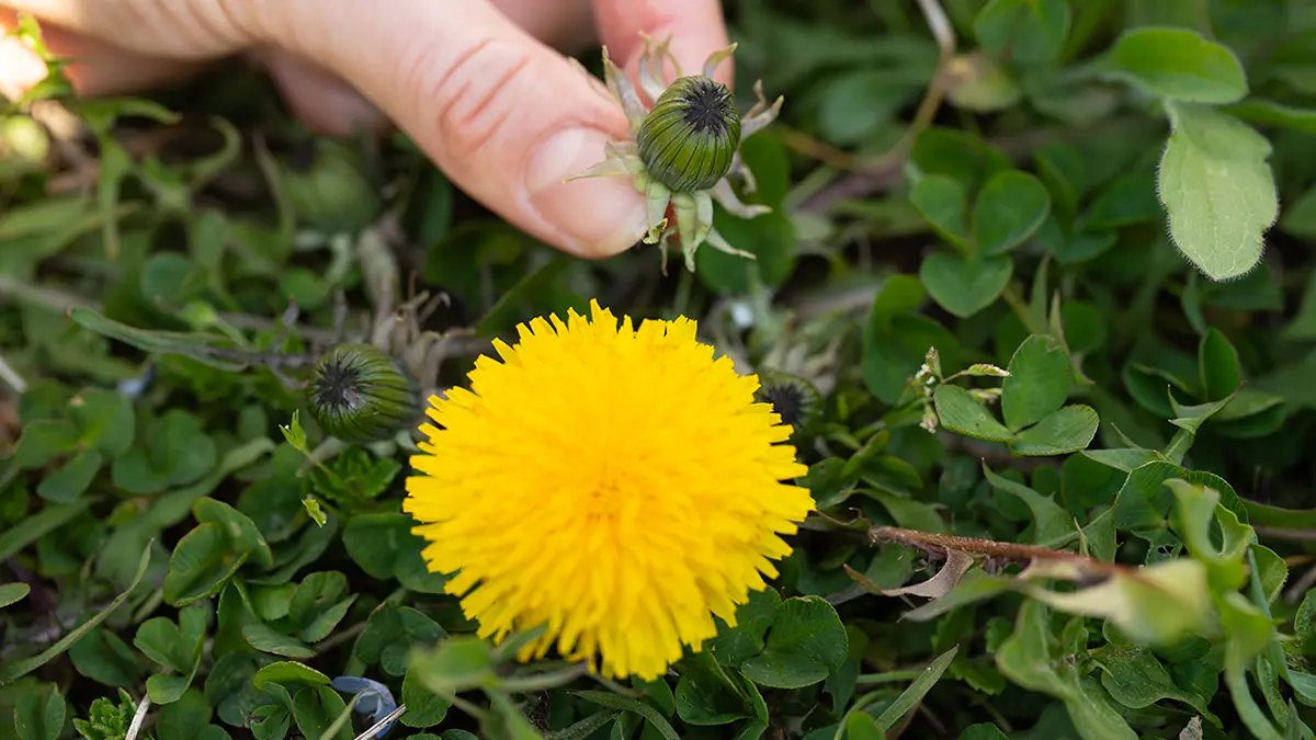 Diese 5 Wildkräuter findet man im April im Garten