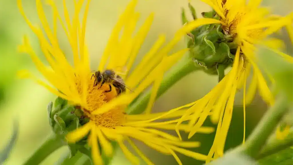 Gelb blühender Alant (Inula helenium) im August mit Biene – heilsame Pflanze mit Wirkung auf Atemwege und Verdauung