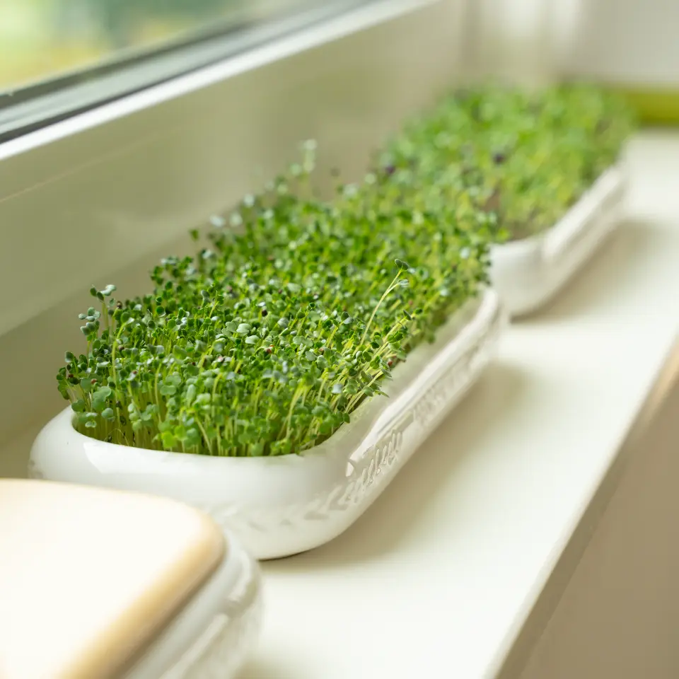 Anbau von jungem Gemüse auf der Fensterbank