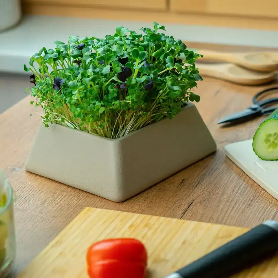 Anzuchtschale für Mini Gemüse