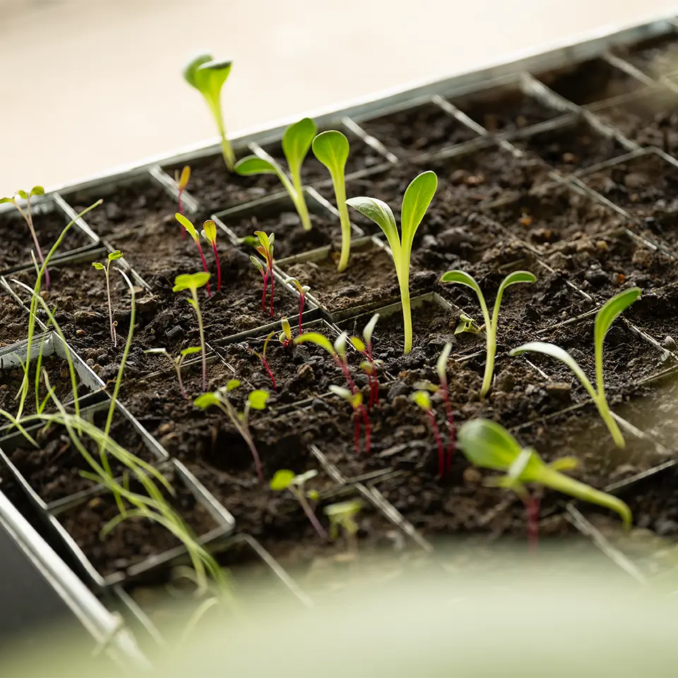 Anzucht von Jungpflanzen auf einem Tray
