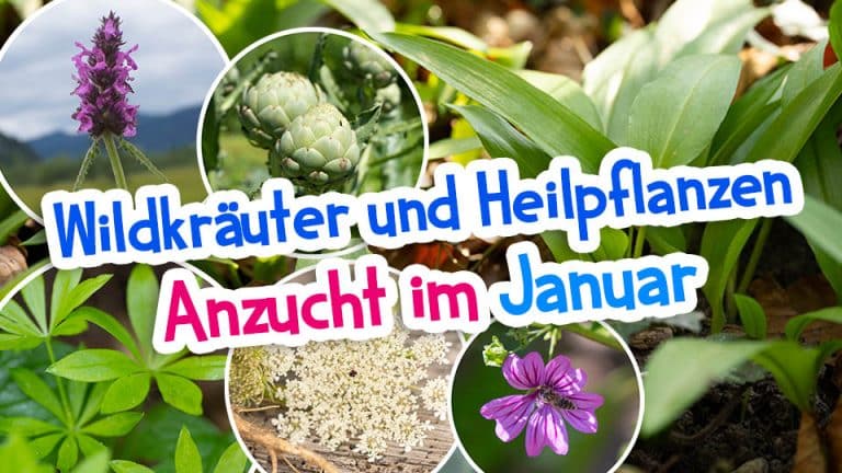 10 Stück Torfquelltöpfe - Anzuchttöpfe Für Pflanzen 3x1cm - Für Garten & Gewächshaus