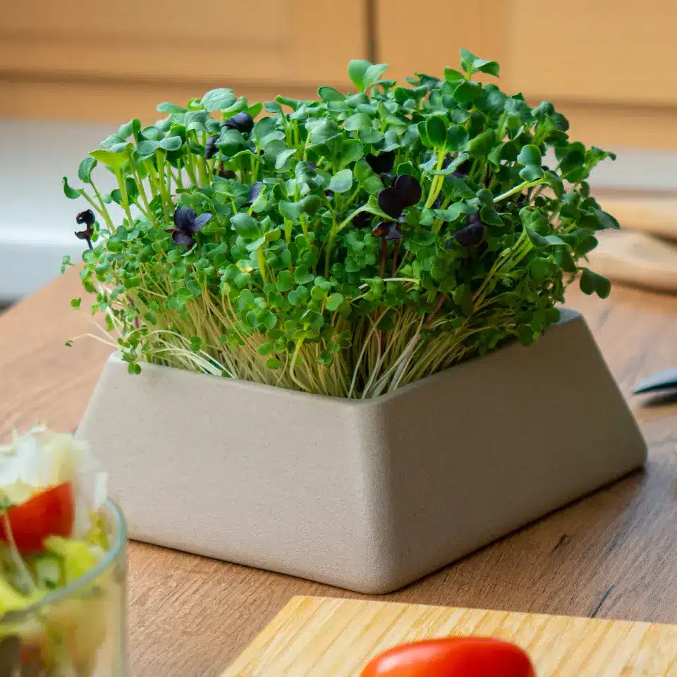 Anzuchtschale in der Küche