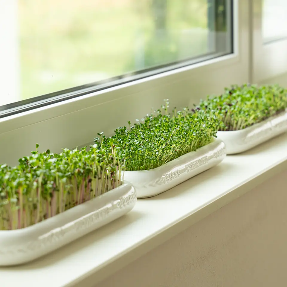 Anzuchtschalen mit Kresse und Brokkoli