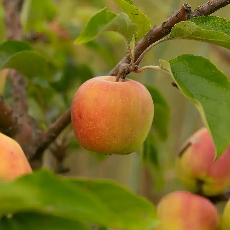 Apfel für Bratapfel an Weihnachten