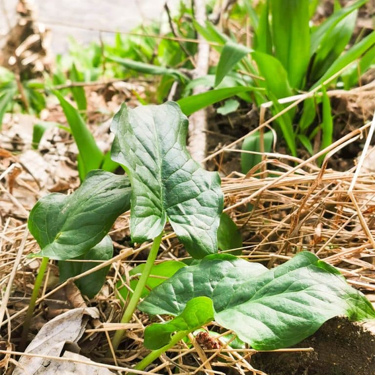 Achtung: Giftiger Aronstab wächst oft zwischen dem Bärlauch