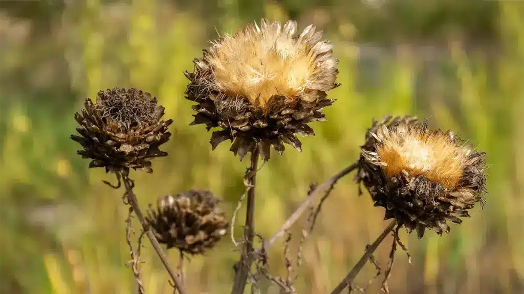 Vertrocknete Artischockenblüten im Herbstgarten, umgeben von verblasstem Laub und sanftem Sonnenlicht – Symbol für die Vorbereitung auf den Winter.