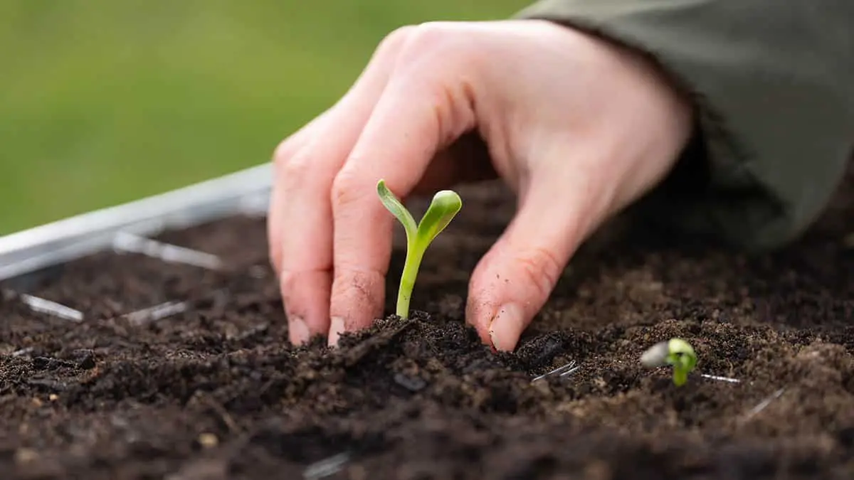 Aussaat im April: Wildkräuter und Heilpflanzen werden ins Beet gesät