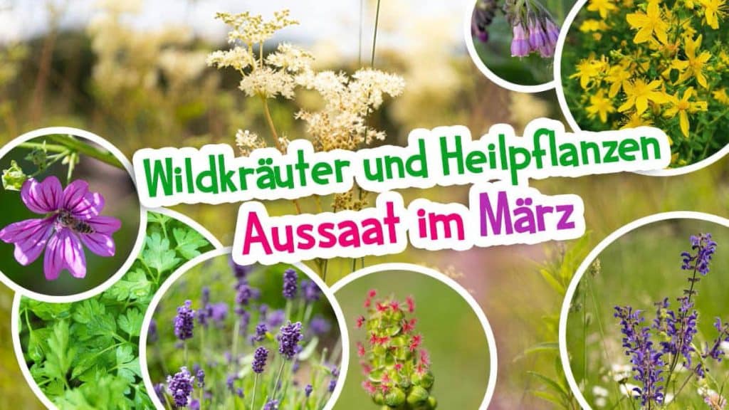 Wildkräuter und Heilpflanzen erfolgreich im März säen