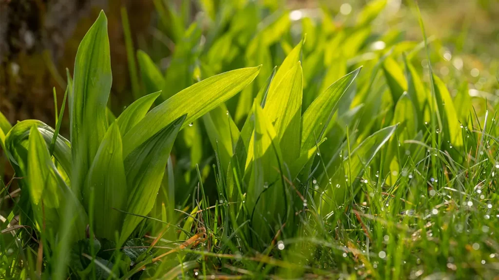 Bärlauch im Frühlingswald – Vorsicht vor Verwechslung mit giftigem Aronstab beim Sammeln