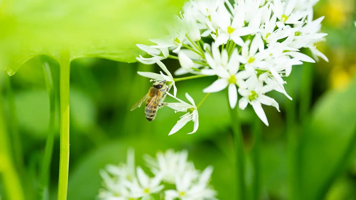 Bärlauch blüht im April