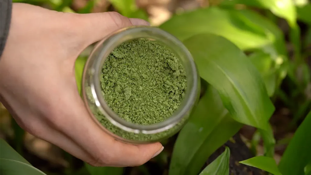 Bärlauch haltbar machen als Bärlauchsalz – frisch geerntete Blätter und grünes Salz im Glas