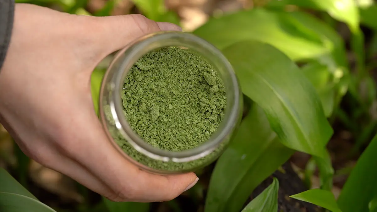 Bärlauch haltbar machen als Bärlauchsalz – frisch geerntete Blätter und grünes Salz im Glas