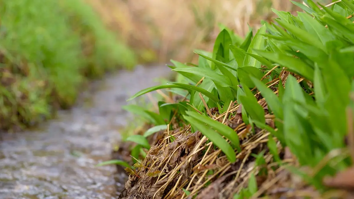 Bärlauch im März sammeln