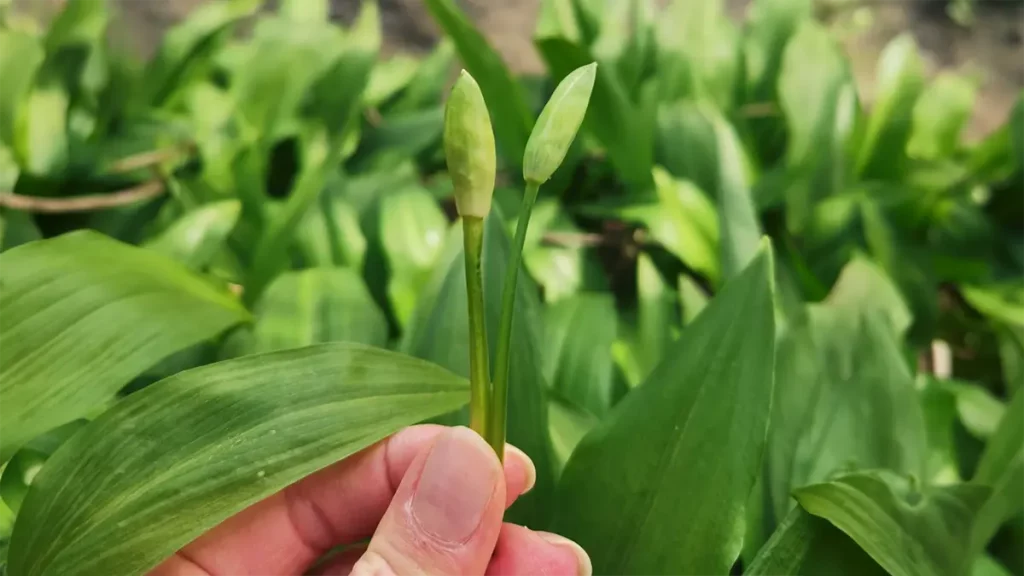 Bärlauch Knospen im April frisch gesammelt im Wald Nahaufnahme