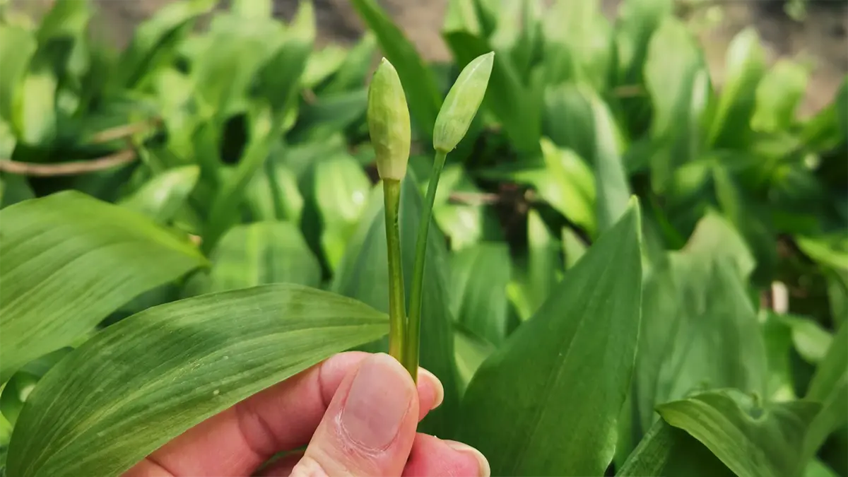 Bärlauch Knospen im April frisch gesammelt im Wald Nahaufnahme