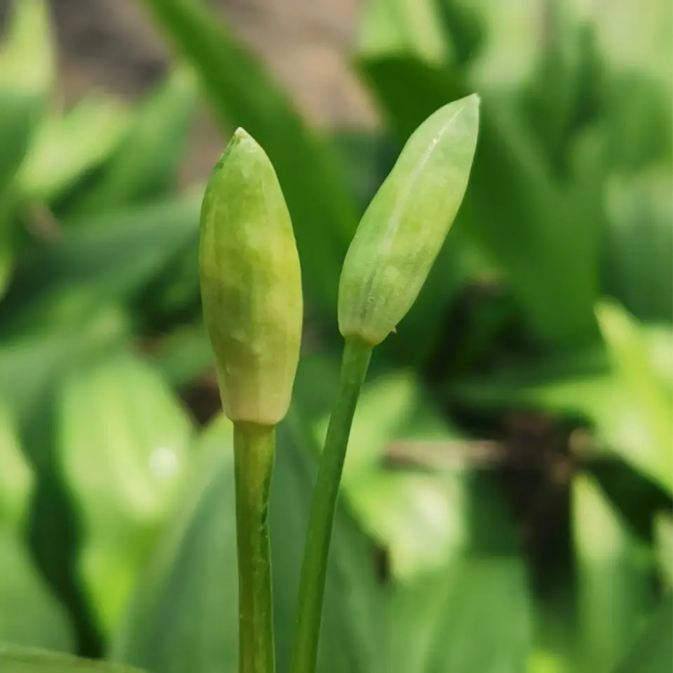 Bärlauchknospen im April