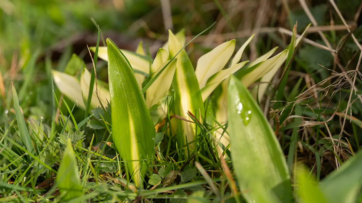 Bärlauch mit weißen Streifen im März im Wald – seltene Variegation der Blätter