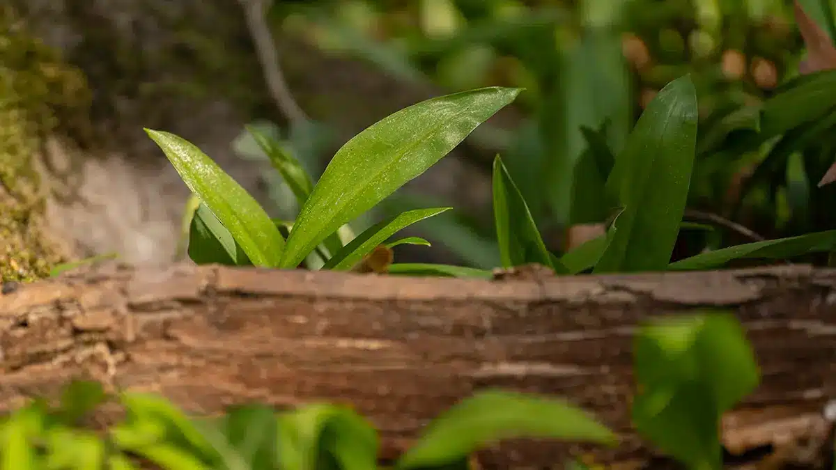 Bärlauch Saison 2025 startet