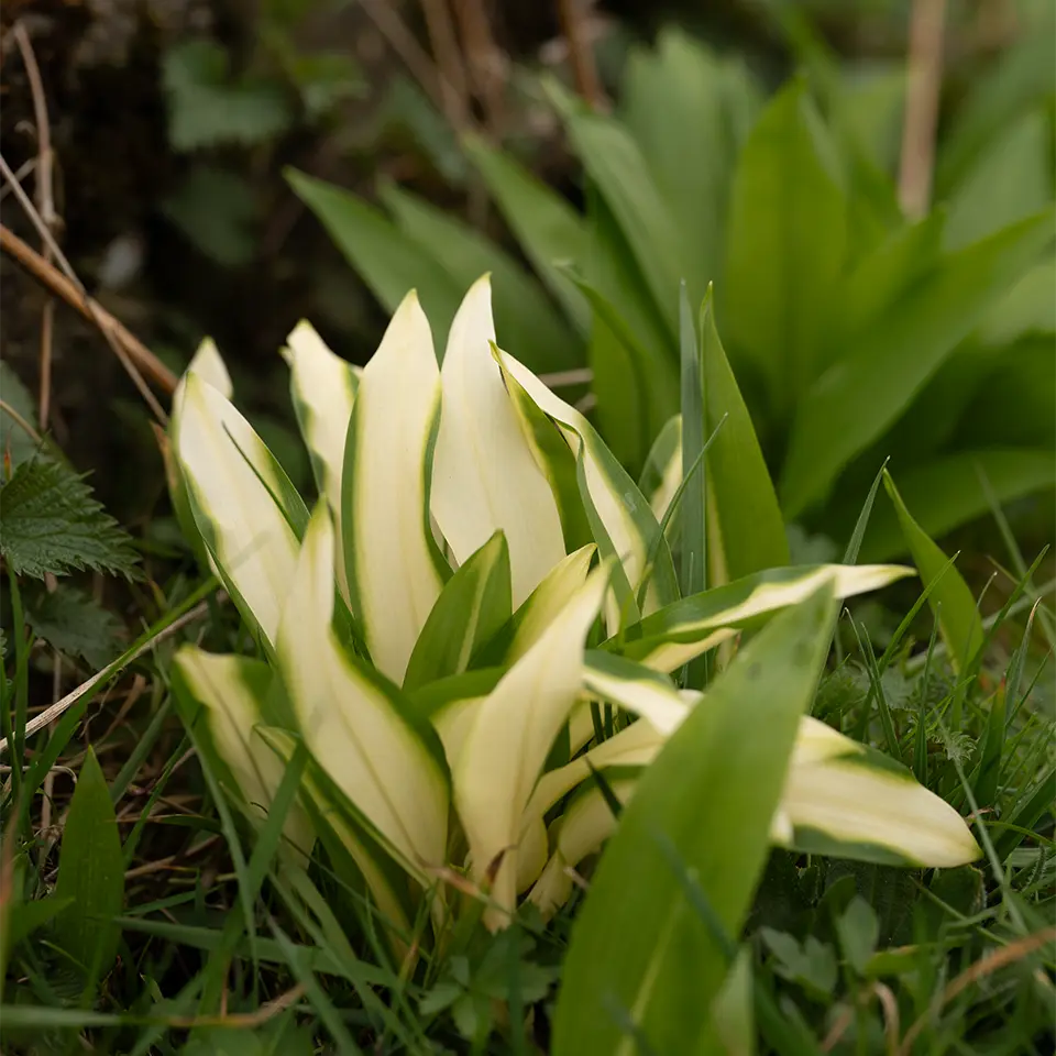 Bärlauch mit weissen Blättern