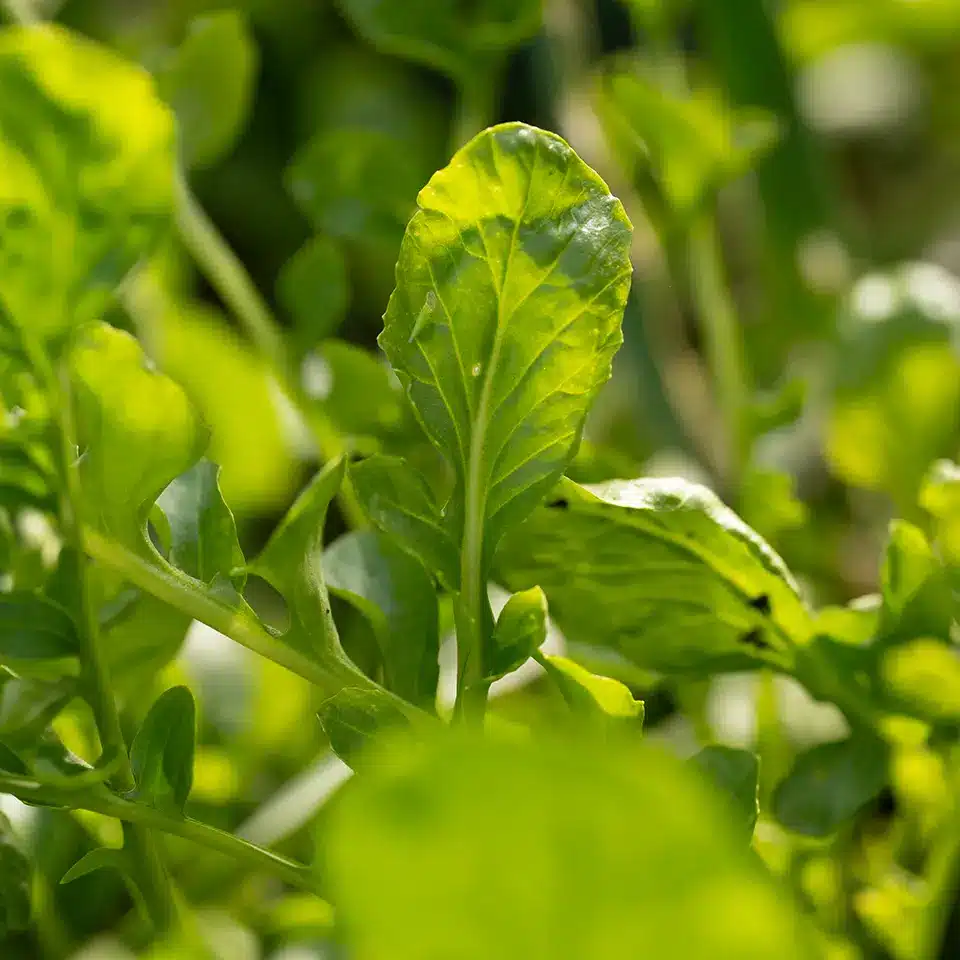 Barbarakraut im August