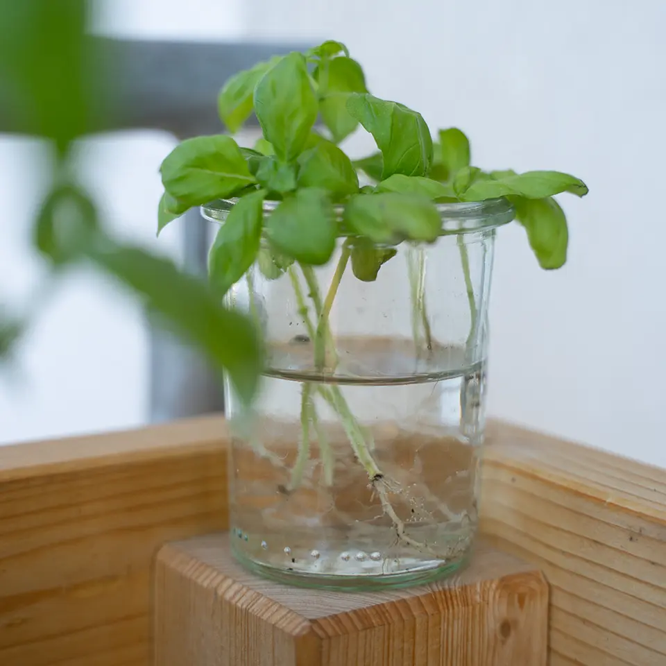 Basilikum Stecklinge mit Wurzeln