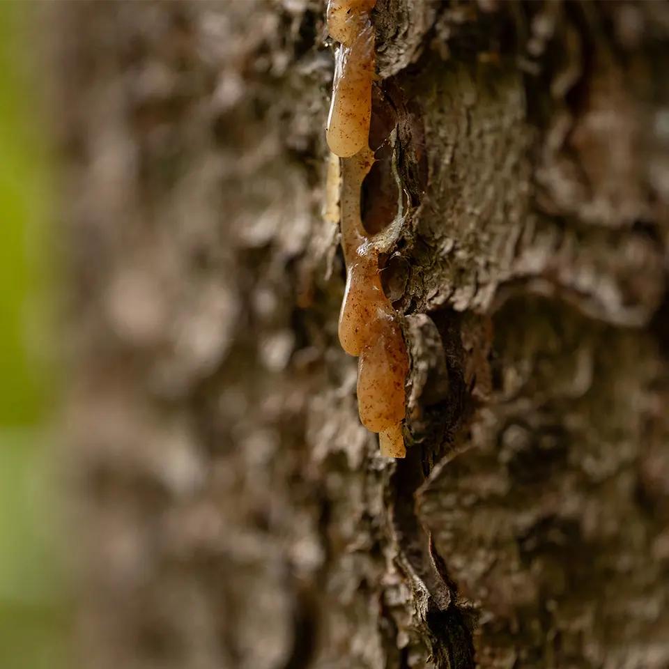Mit Baumharz an den Rauhnächten räuchern