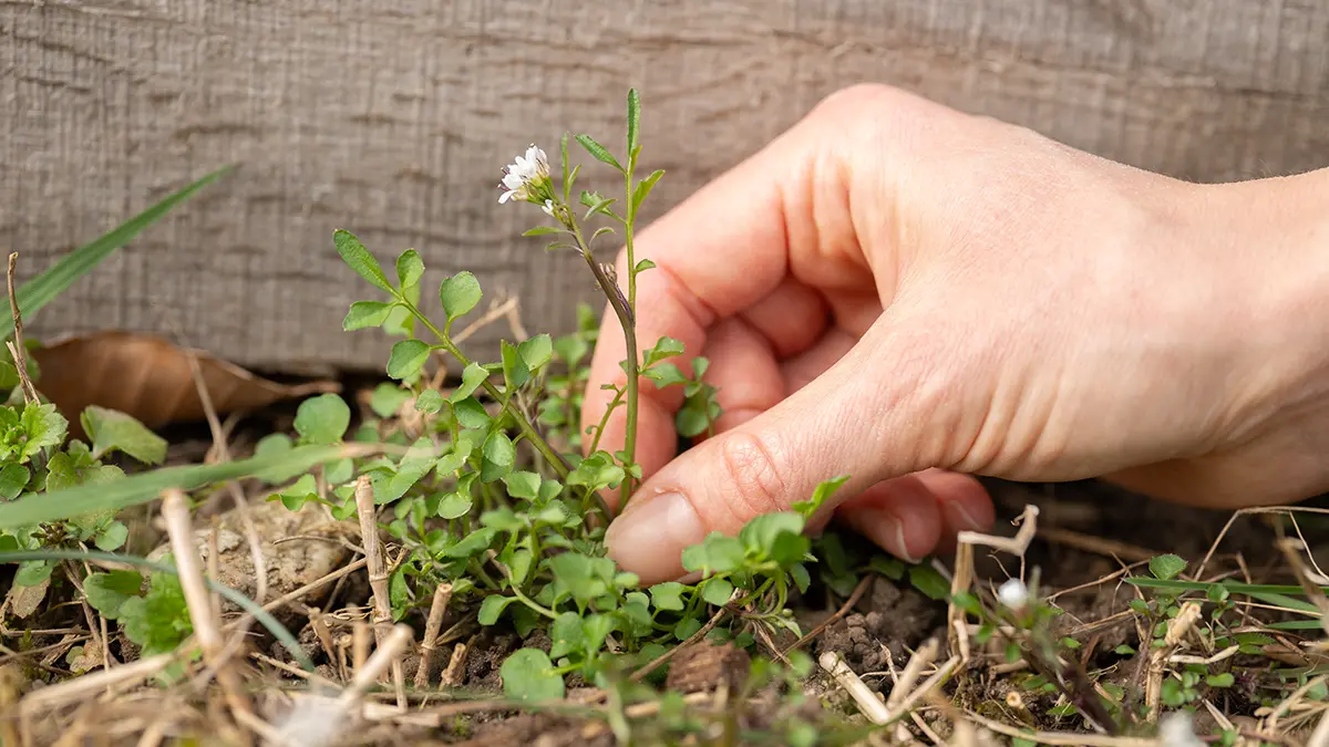 Behaartes Schaumkraut (Cardamine hirsuta) im Februar im Garten – essbares Wildkraut wird von Hand geerntet