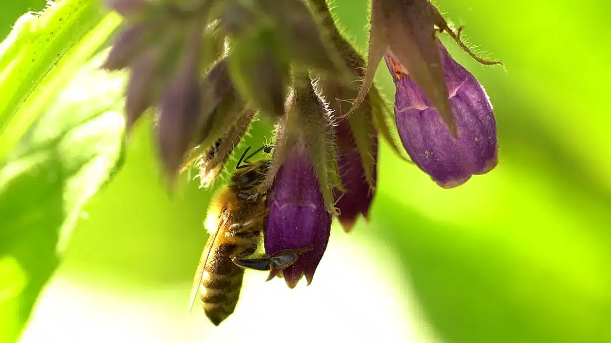 Beinwell und Lungenkraut im Vergleich