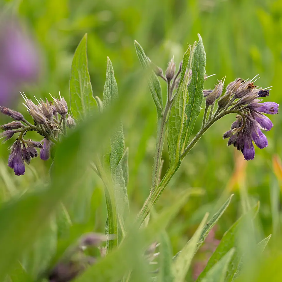 Blühende Beinwell Pflanze