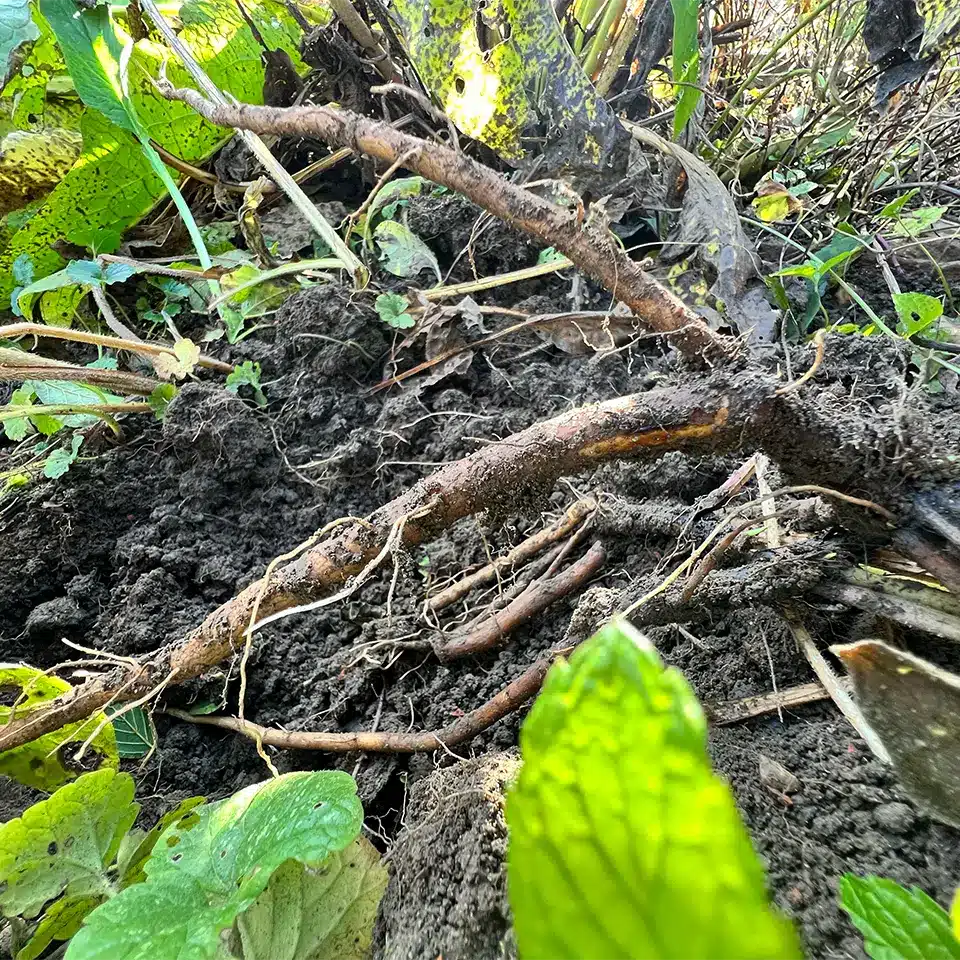Frisch ausgegrabene Beinwell-Wurzel – wertvoll für Salben und Heilmittel