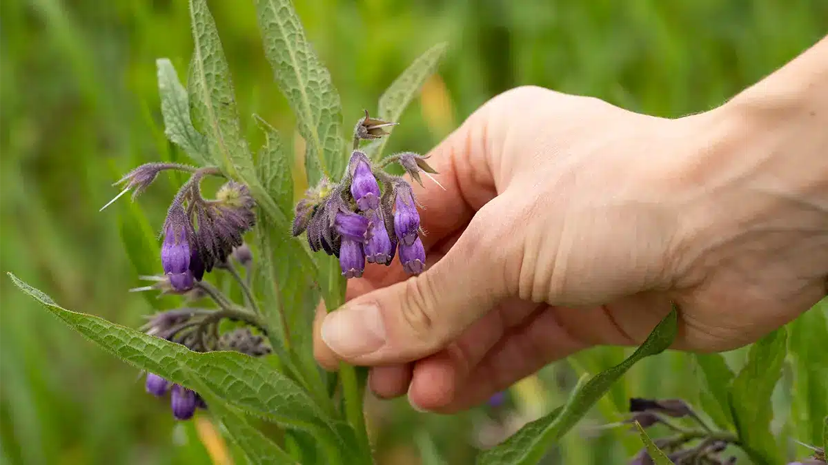 Hand pflückt frische Beinwellpflanze – Grundlage für heilende Beinwellsalbe im September