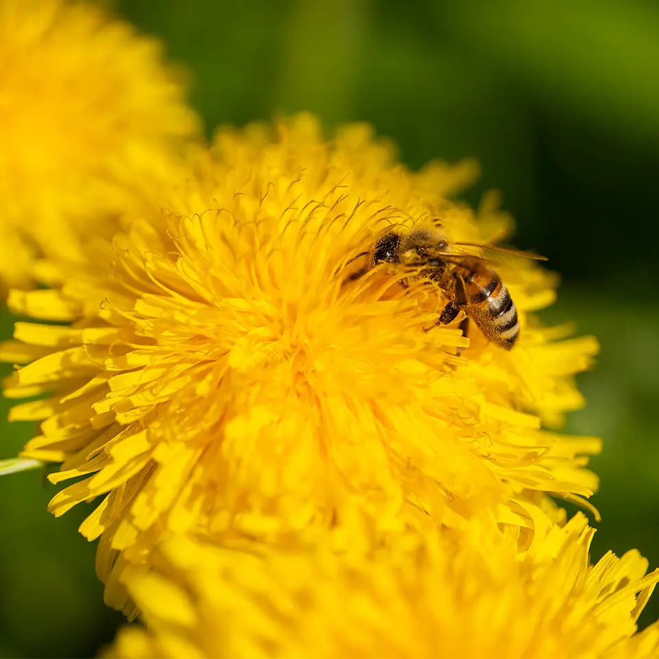 Biene auf Löwenzahn