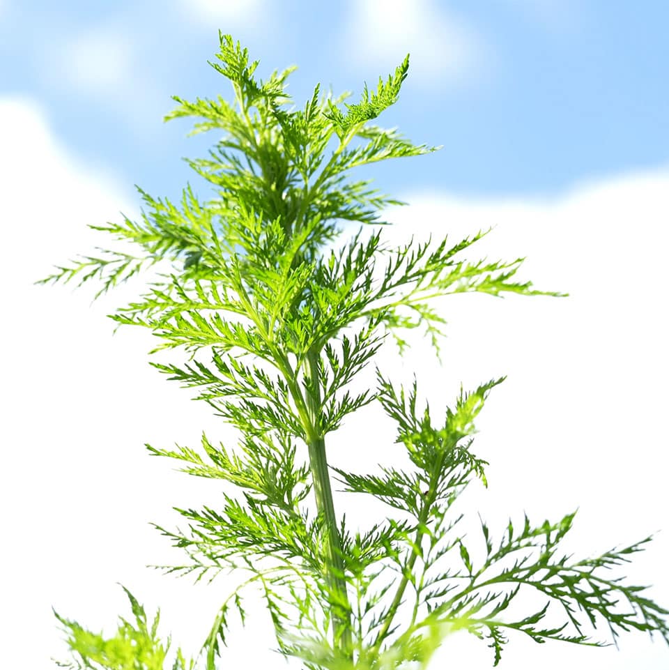 Artemisia annua im Garten