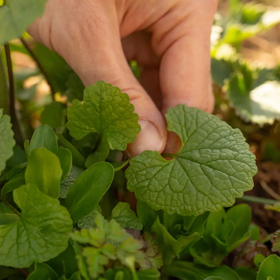 junges Blatt der Knobauchsrauke