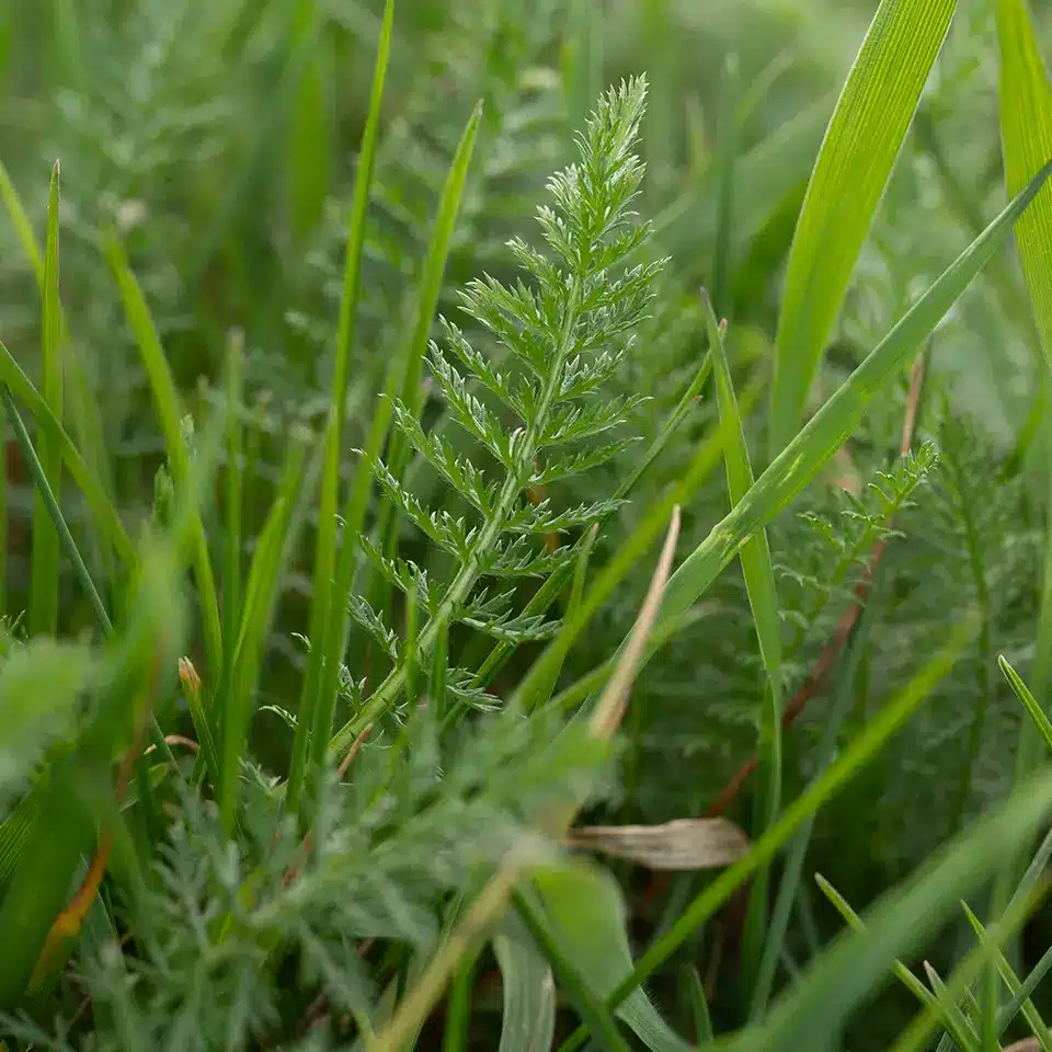 Blatt der Schafgarbe