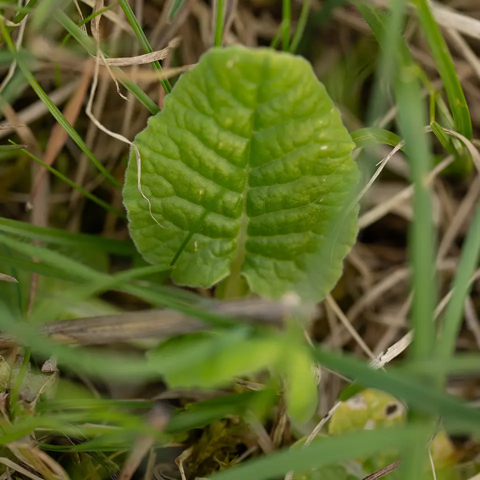 Blatt der echten Schlüsselblume