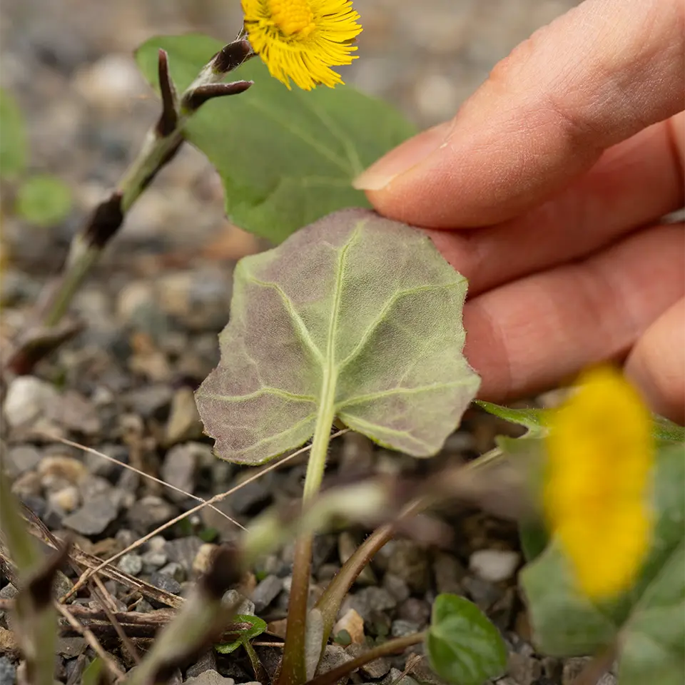 Blatt Rückseite des Huflattich