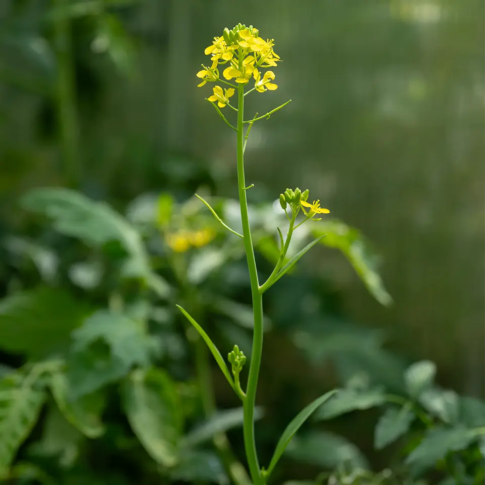 Blühender Blattsenf im August