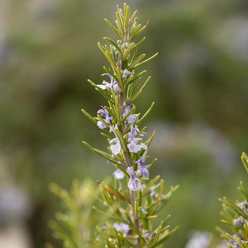 Blühender Rosmarin im April