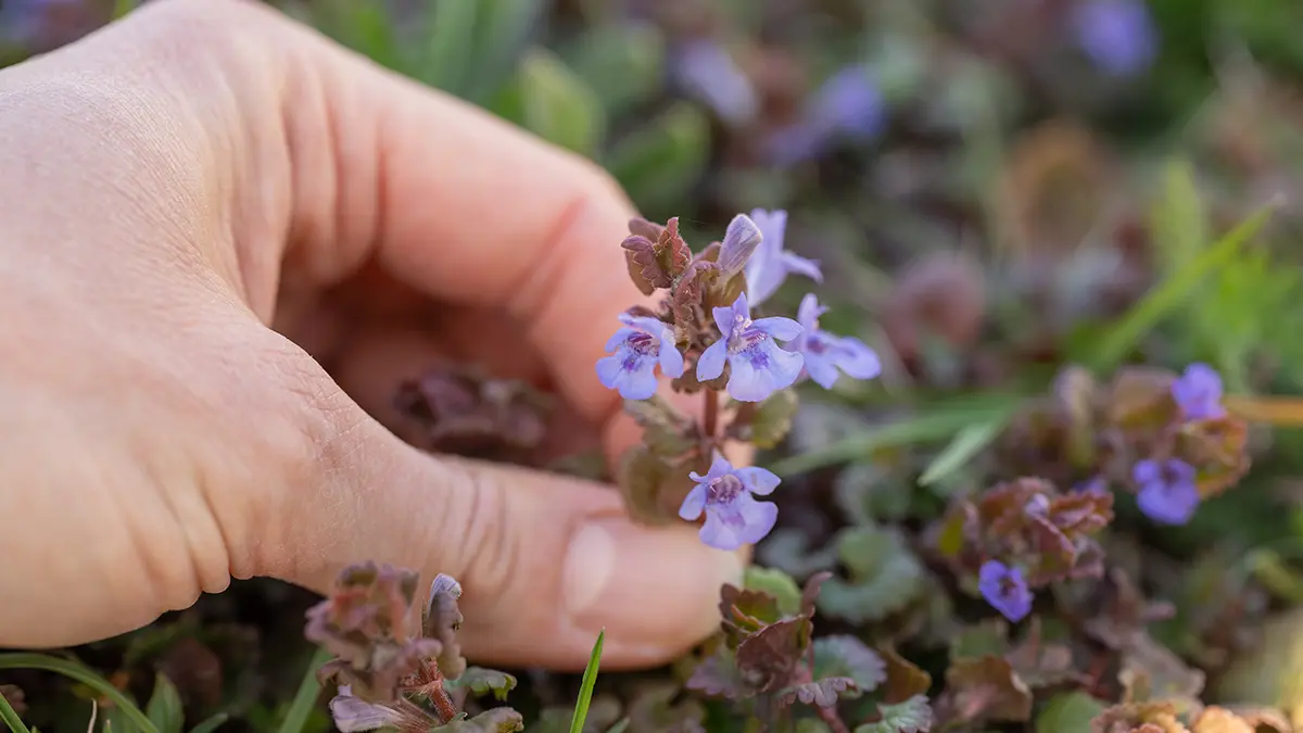 Blaue und lila Wildpflanzen im März – Gundermann mit kleinen violetten Blüten wird im Garten gesammelt