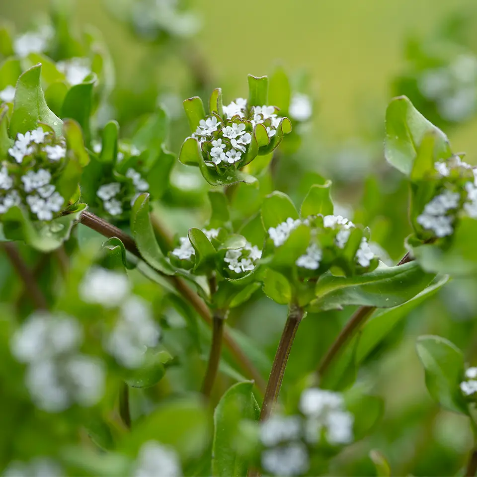 Blühender Feldsalat im Garten