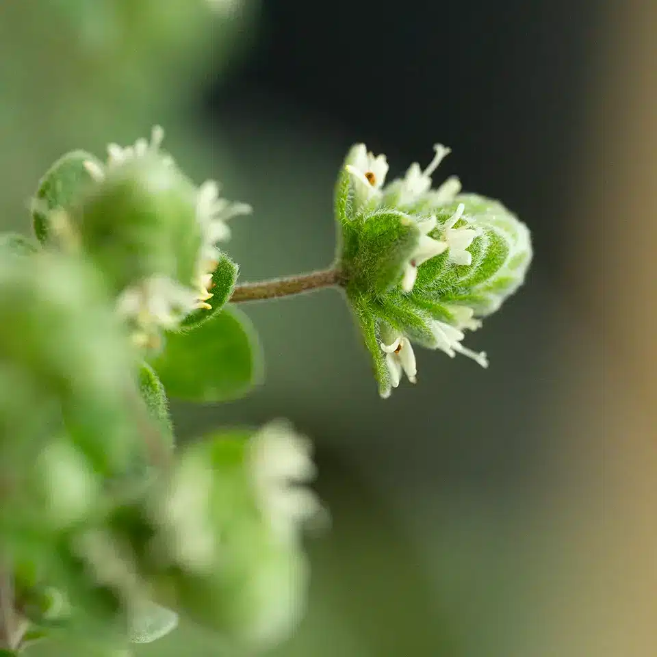 Blühender Majoran im November