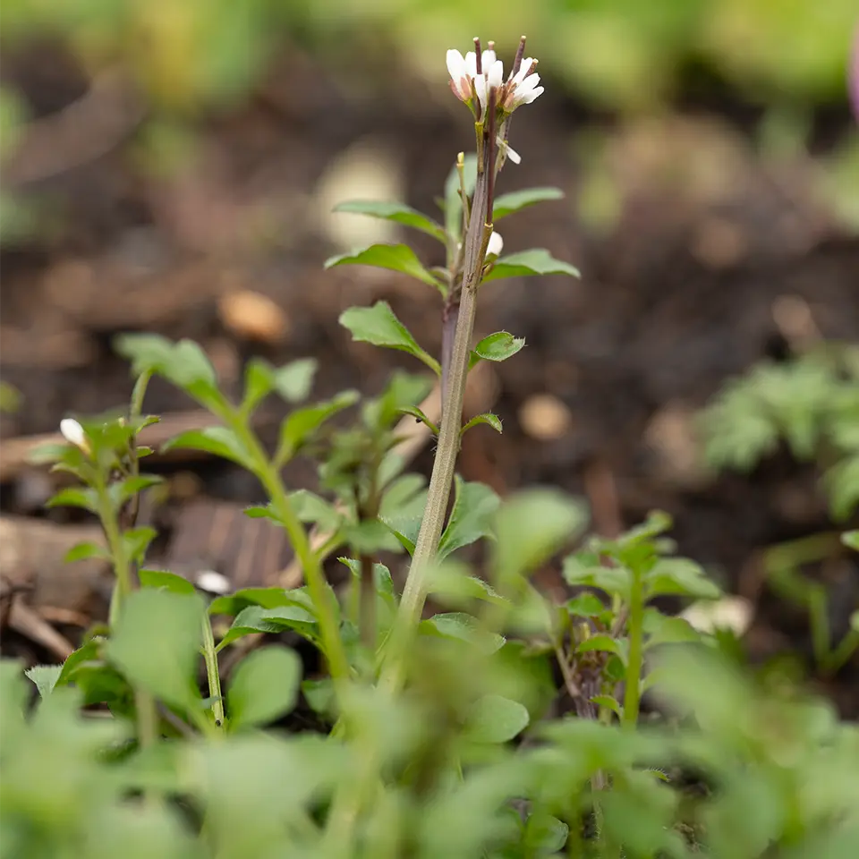 Behaartes Schaumkraut in der Blüte