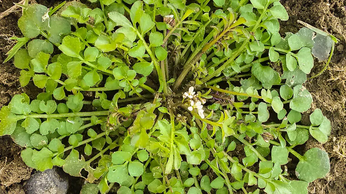 Blühendes Schaumkraut kann im März noch kulinarisch genutzt werden