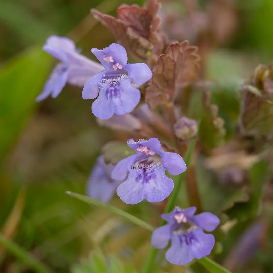 Blüte des Gundermanns