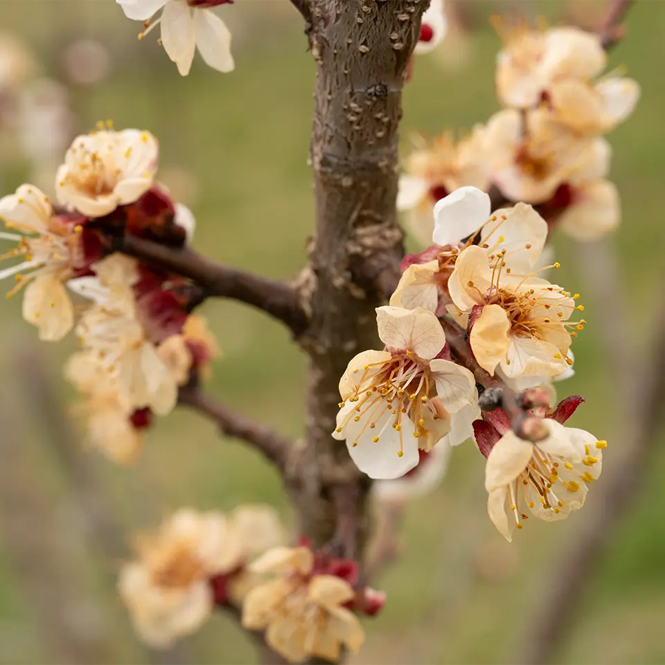 Durch Frost geschädigte Blüten im März